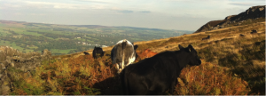 Yorkshire_Dales_2